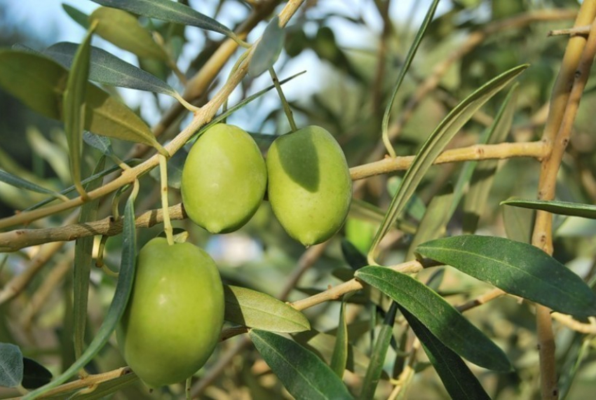 В Воронеж из Греции хотели незаконно ввезти растения оливы