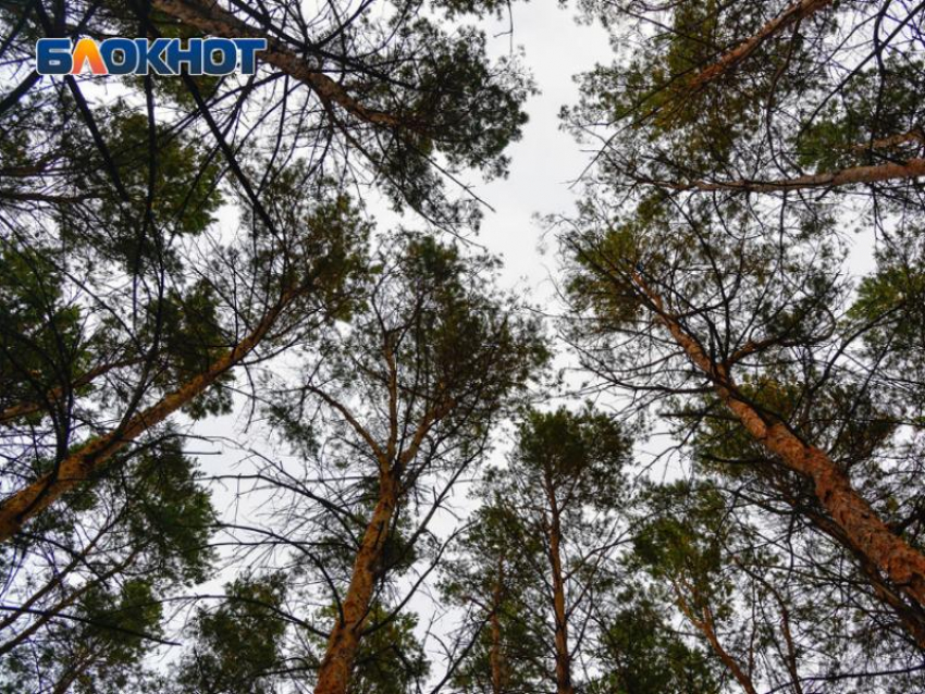 Две пенсионерки и подросток пропали за день в Воронежской области