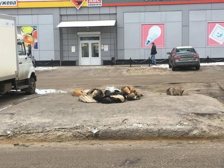 Уютное собачье гнездо заметили посреди улицы в Воронеже