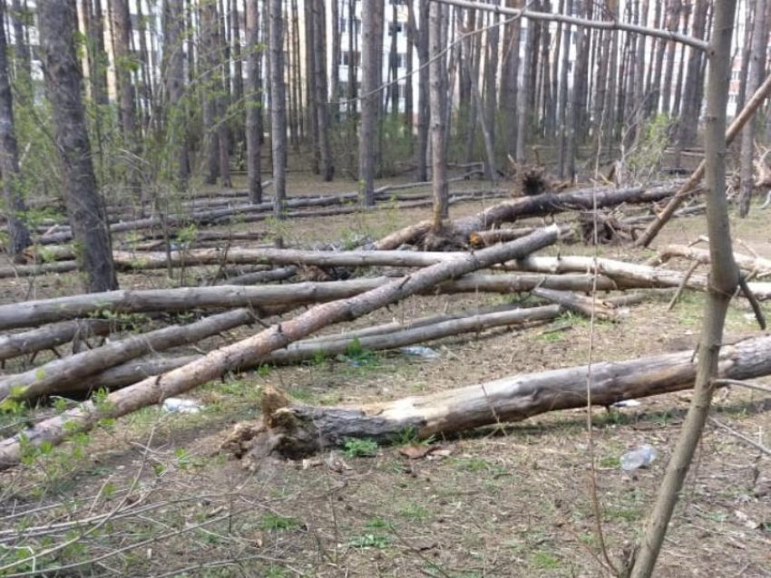 Многострадальный Северный лес решили сделать охраняемой зоной в Воронеже