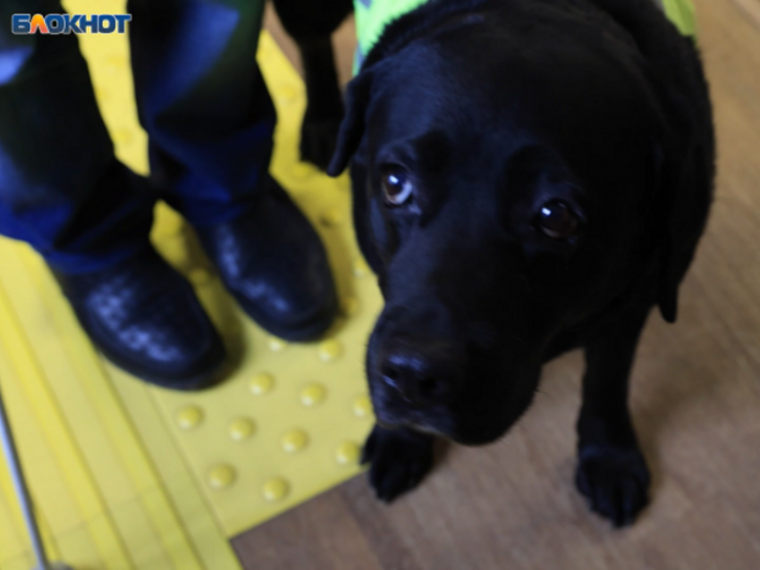 В Воронеже незаконно собирали деньги со слепых 19 лет подряд 