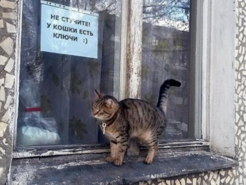 Воронежцы выдали ключи от квартиры «кошке с Машмета"