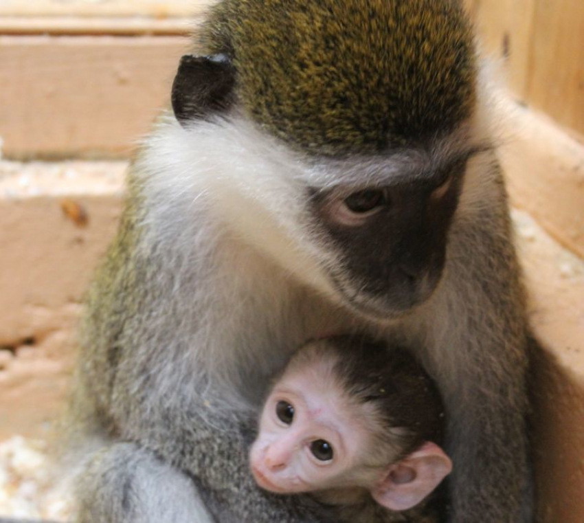 В Воронежском зоопарке у пары зеленых мартышек родился прекрасный малыш