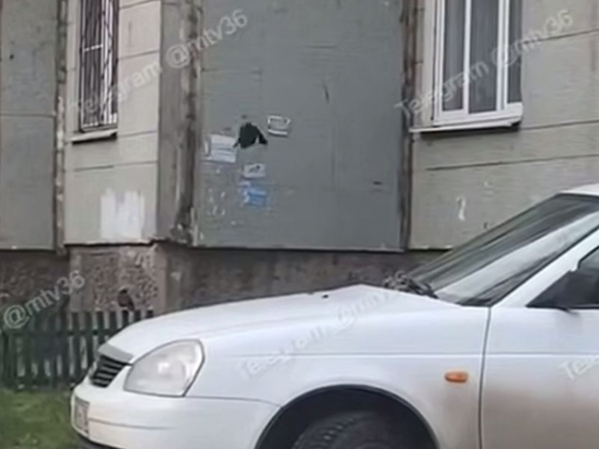 Чернокрылого похитителя объявлений со стен записали на видео в Воронеже
