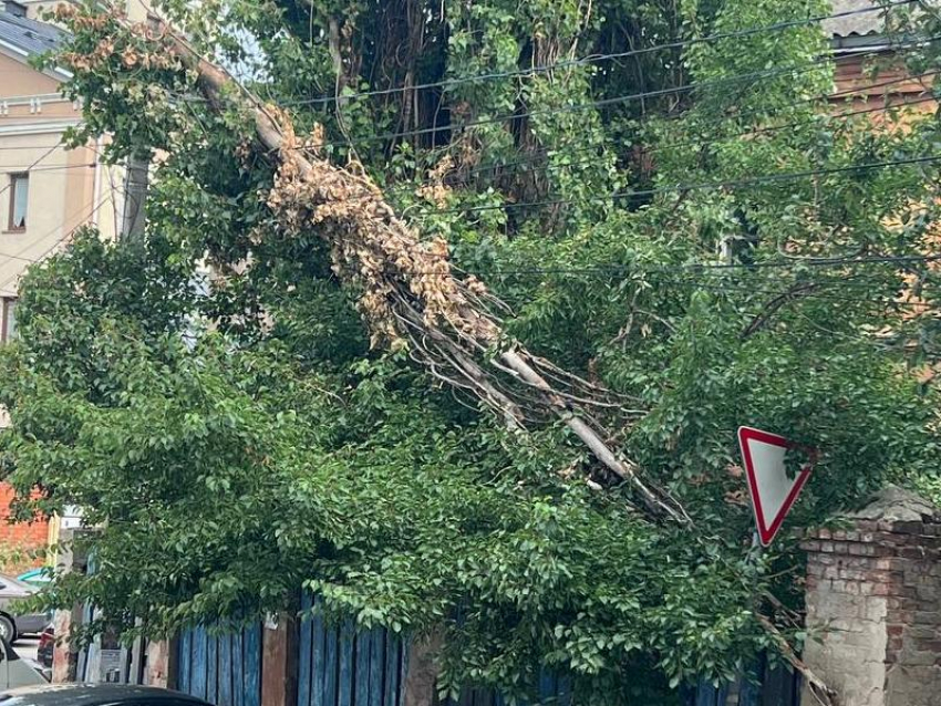 Кусок дерева в проводах пугает воронежцев