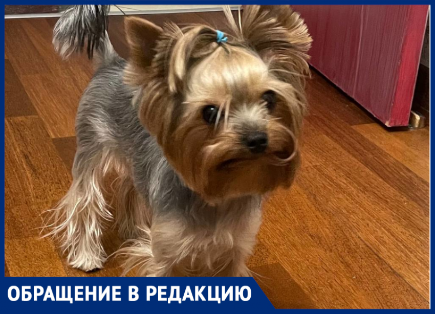 «Зверь есть зверь»: бойцовская собака растерзала йоркширского терьера под Воронежем 
