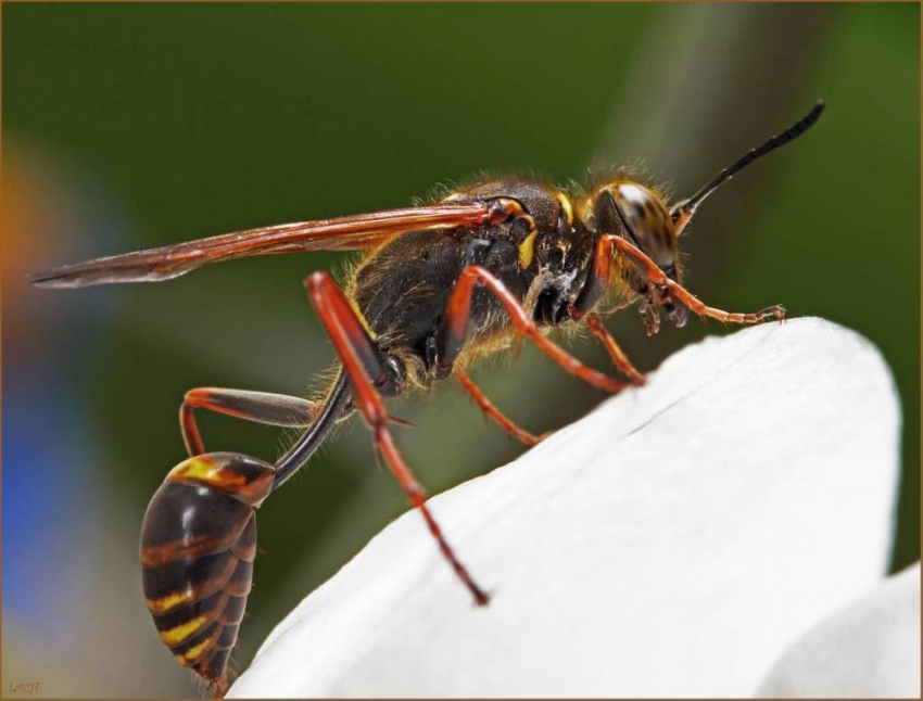 Редкие южно-африканские осы не давали жительнице Воронежа спать по ночам