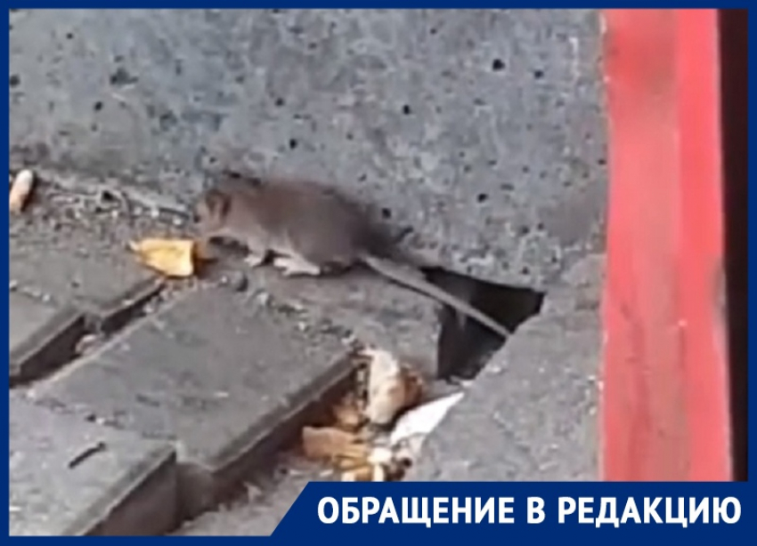 Крысиная диаспора держит в страхе остановку в центре Воронежа  