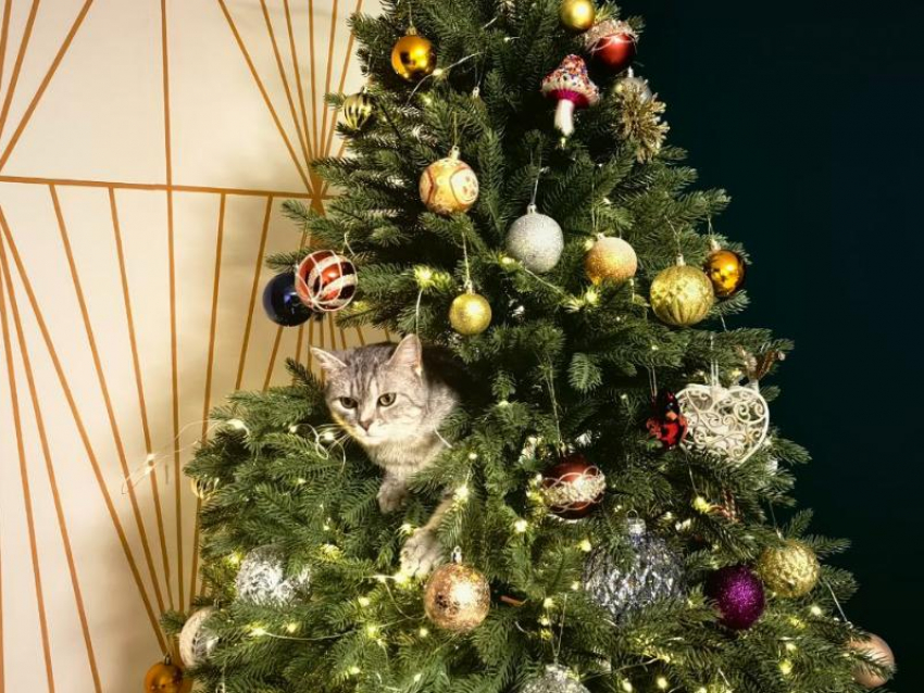 Парад елок устроили читатели «Блокнот Воронеж»