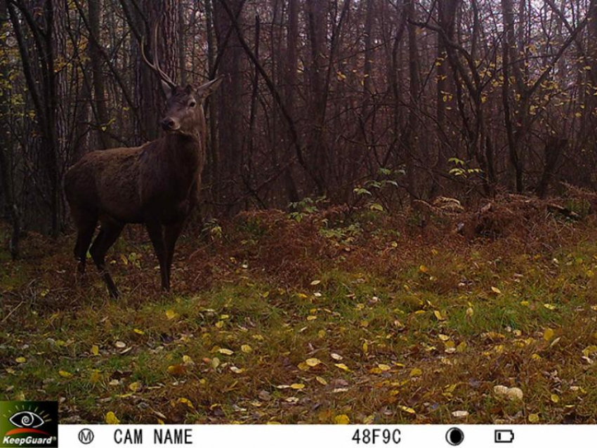 "Единорог» завелся в Воронежском заповеднике