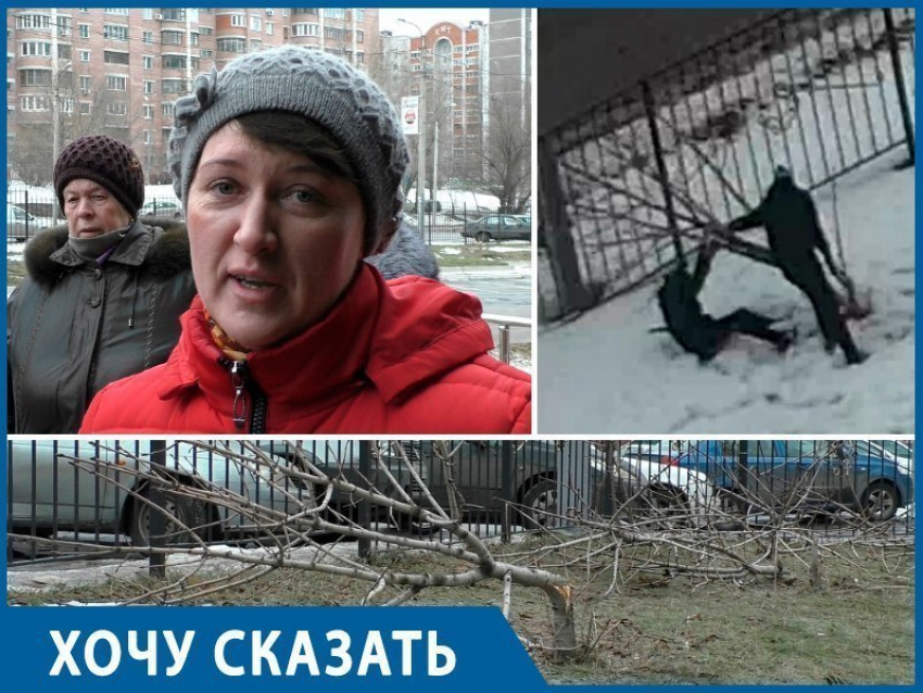 Воронежцы просят губернатора найти и наказать виновных в варварском уничтожении деревьев на Бульваре Победы 