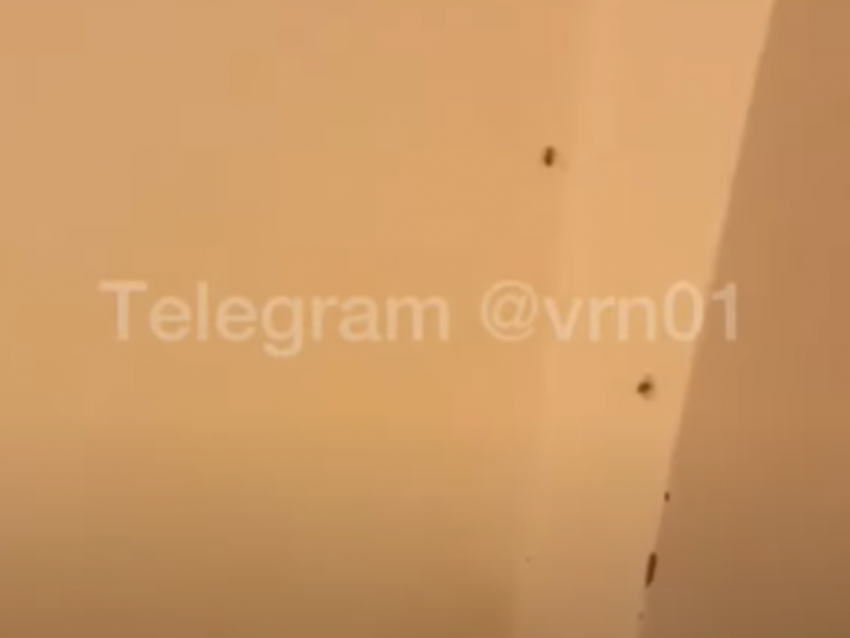 Скопление тараканов заметили в детской больнице в Воронеже 