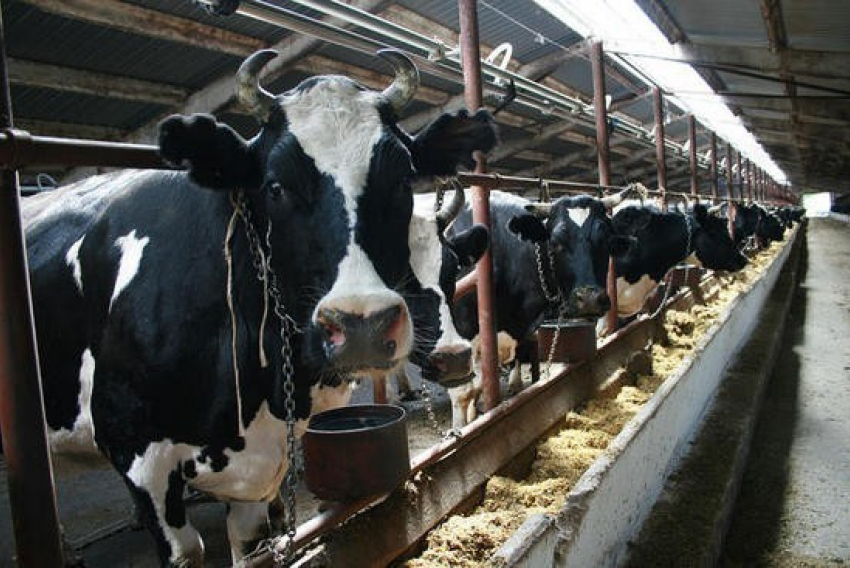 В Воронежской области построят биржу скота