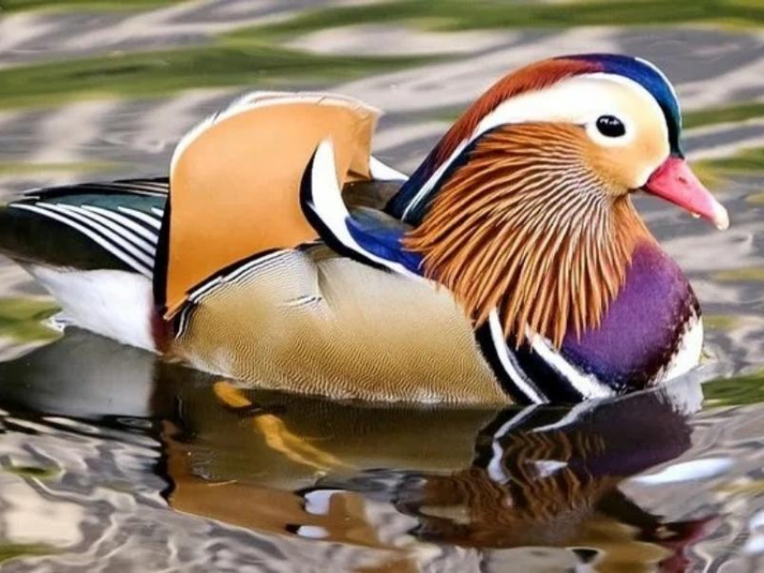 Птичий подиум в Воронеже: зоопарк показал удивительных красоток