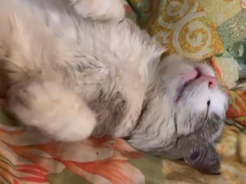 Жутко смешной сон кота вызвал нецензурную реакцию в Воронеже