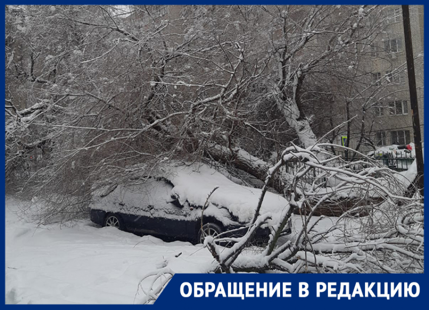 Огромное рухнувшее дерево похоронило под ветвями иномарку в Воронеже