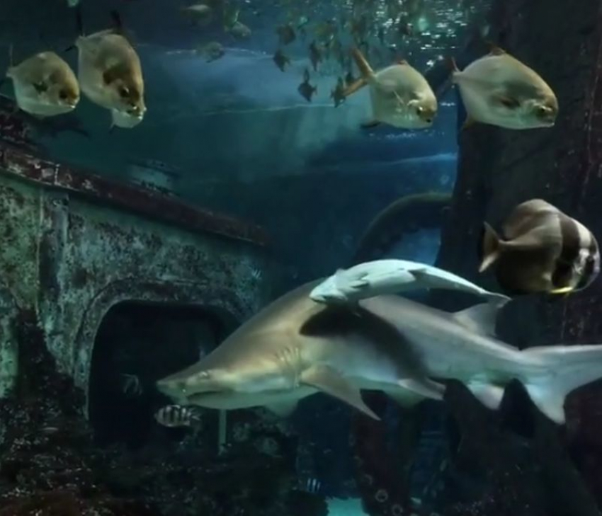 На видео попало, как под Воронежем плавает акула в окружении экзотичных рыб