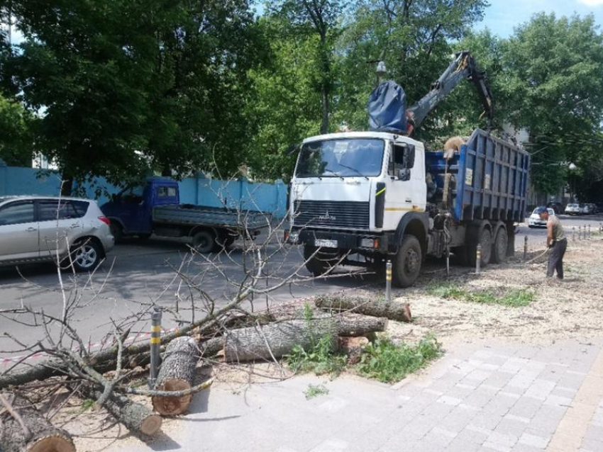 Где в Воронеже вырубят 250 опасных деревьев