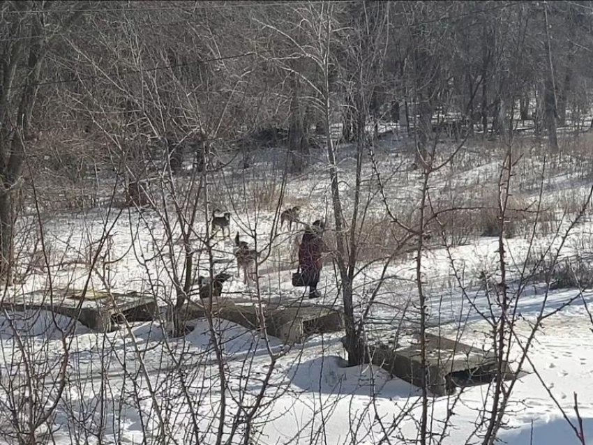 Школьницу покусала стая собак у старого кладбища под Воронежем 
