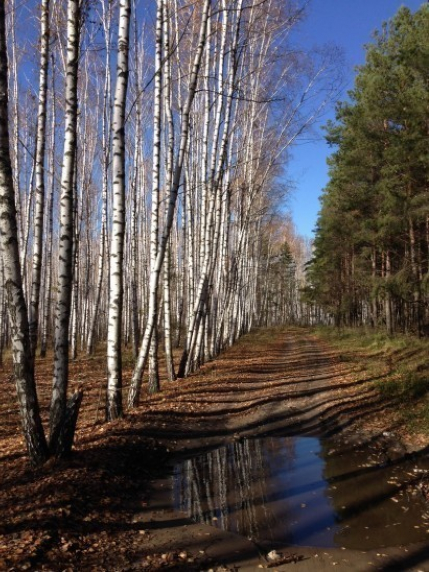 Алексей Карякин вмешался в историю с возможной вырубкой леса рядом с дачей Александра Гусева