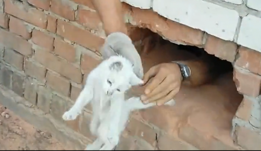 Воронежские спасатели достали котенка, провалившегося между кирпичными стенами многоэтажки