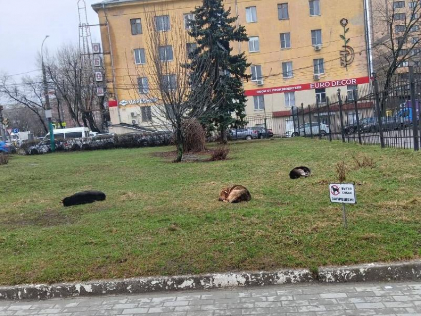  Псы-бунтари встречают приезжающих в Воронеж 