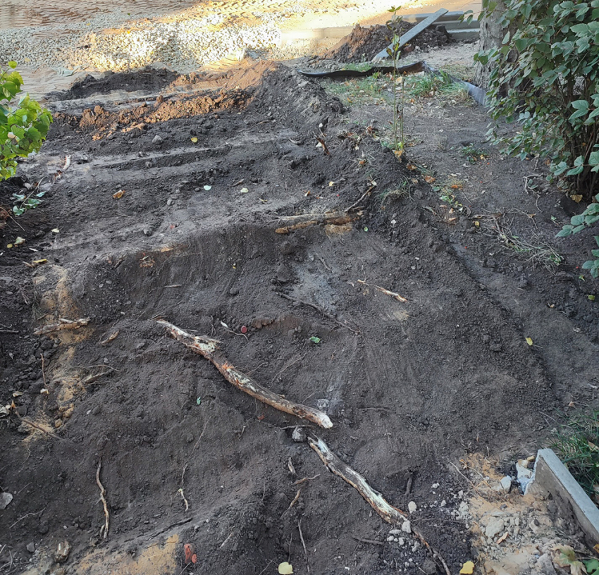 Ремонт на бульваре Карла Маркса снова уничтожает корни деревьев – на очереди каштаны на улице Фридриха Энгельса