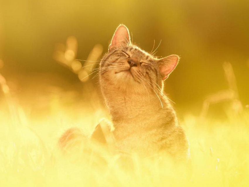 Ощущение лета подарит воронежцам рабочая неделя