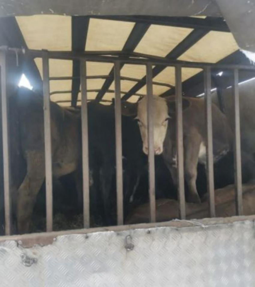 Еще 17 подозрительных телят «задержали» на трассе под Воронежем