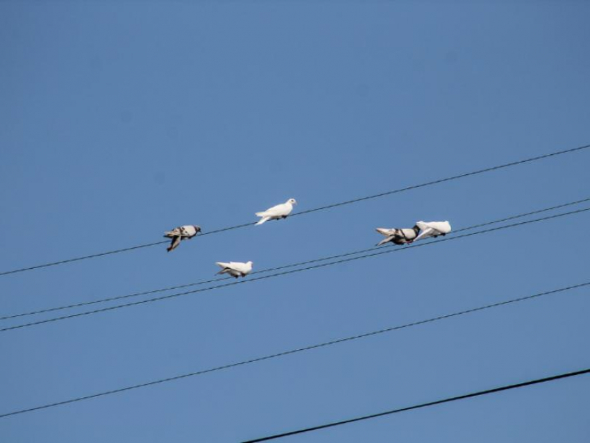Воронежцев предупредили об опасности поражения током во время непогоды 