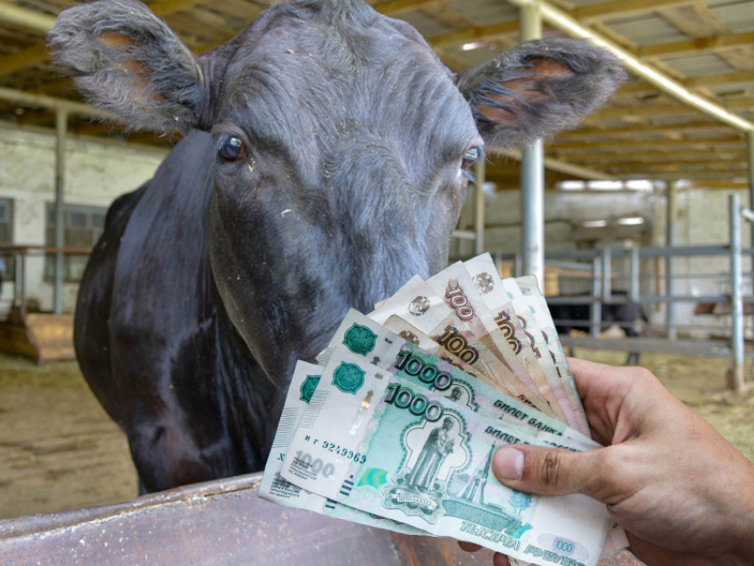 Бюджетные деньги «согревают» преуспевающих молочников в Воронежской области