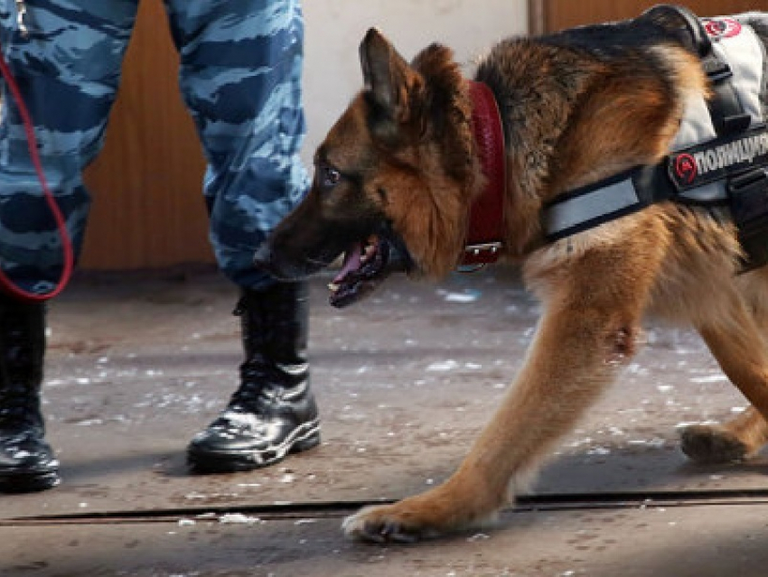 Полицейский пес Рекс помог задержать облившегося супом разбойника в Воронежской области 
