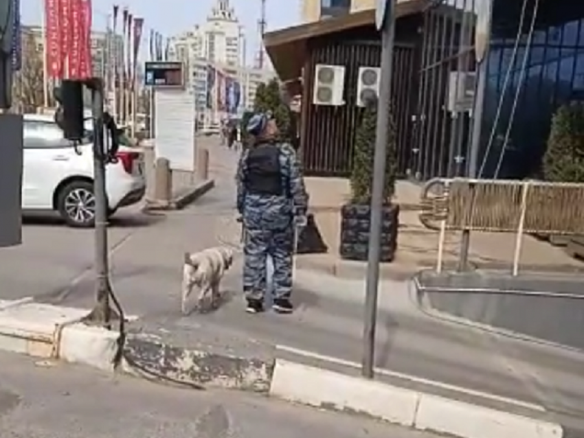 Кинологов в камуфляже заметили у Галереи Чижова в центре Воронежа 