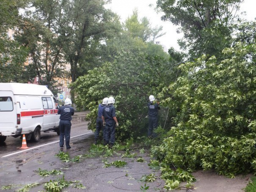 В Воронеже экстренно ликвидируют поваленные деревья после непогоды
