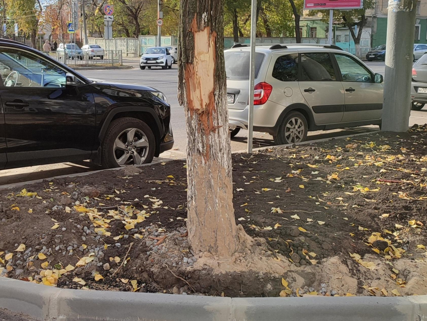 После ремонта на улице 20-летия Октября на деревьях живого места нет – почему никто не слушает мэра Кстенина