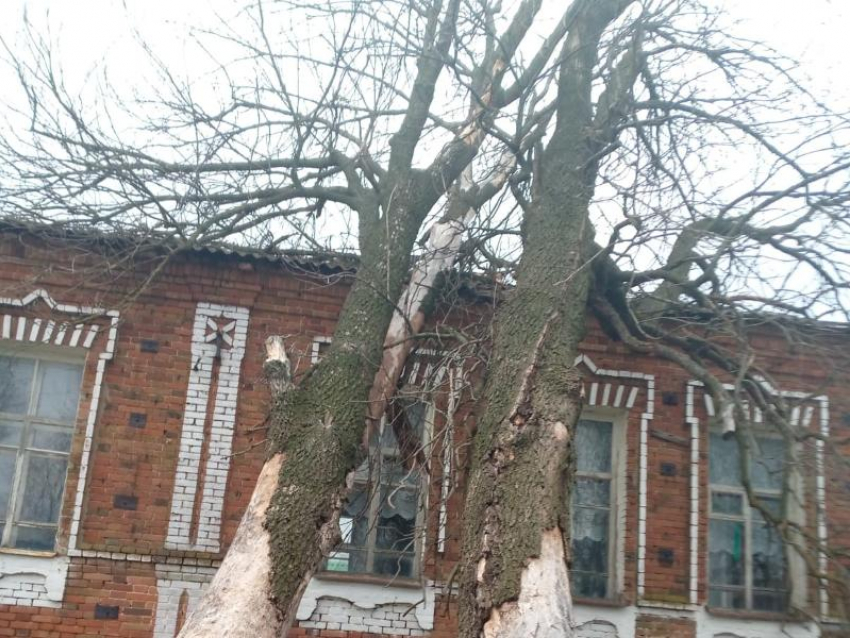 Сухие деревья рухнули на исторический объект в Воронежской области 