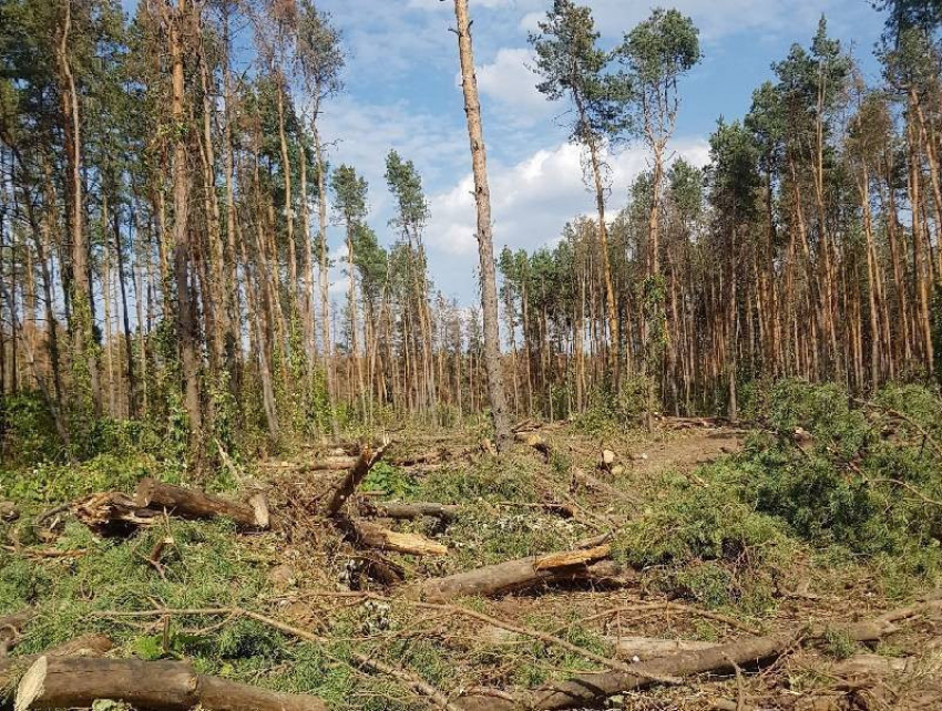 Более 8 млн рублей потратит Воронеж на проект благоустройства Северного леса