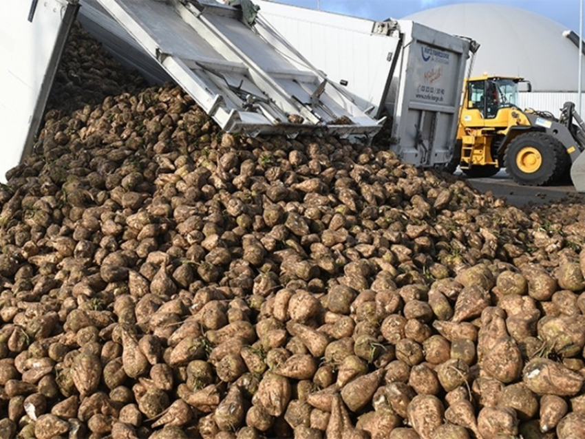 За две недели воронежские аграрии собрали больше свеклы на 2 млн тонн