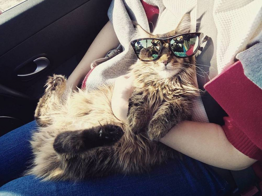 Модного кота в крутых очках сфотографировали в Воронеже