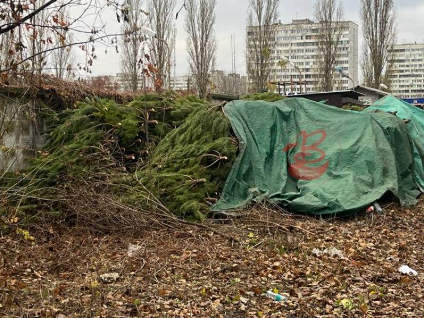 Первые признаки приближающегося Нового года заметили в Воронеже