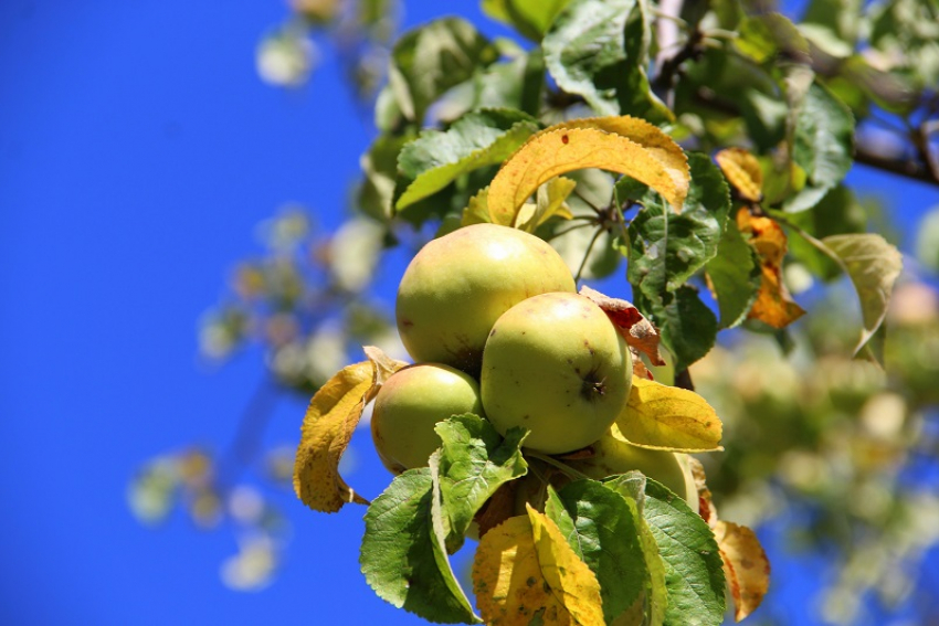 Масштабные мастер-классы пройдут в Яблоневом саду Воронежа