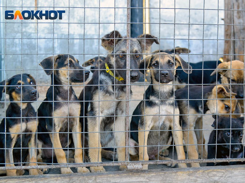 Отловленных в Воронеже бездомных собак скинули Нововоронежу