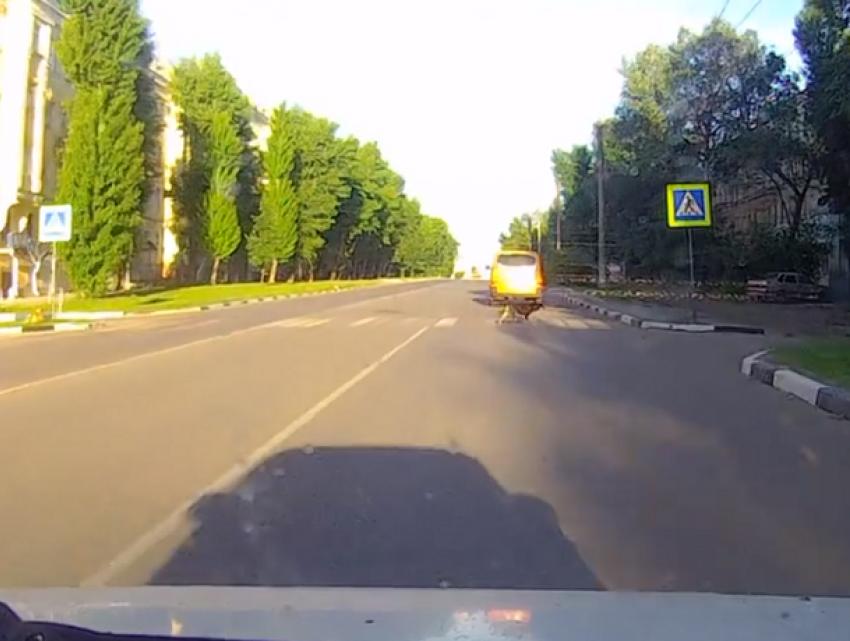 Адекватность пса-пешехода восхитила воронежцев
