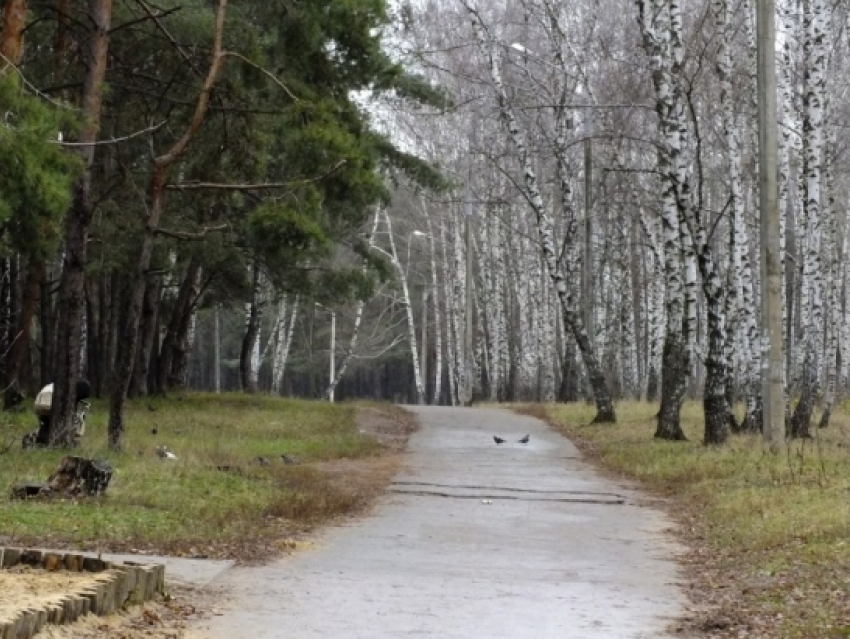 Жители Советского района боятся, что в парке “Оптимист” начнут вырубать деревья
