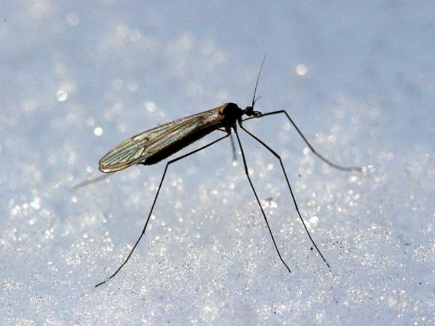 Аномальное поведение комаров заметили в Воронежском заповеднике