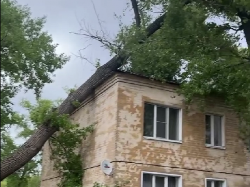 Дерево рухнуло на жилой дом в Воронеже – опубликовано видео 