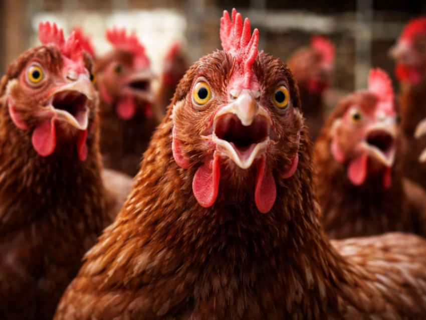Потребовалось уничтожить почти миллион кур-несушек под Воронежем