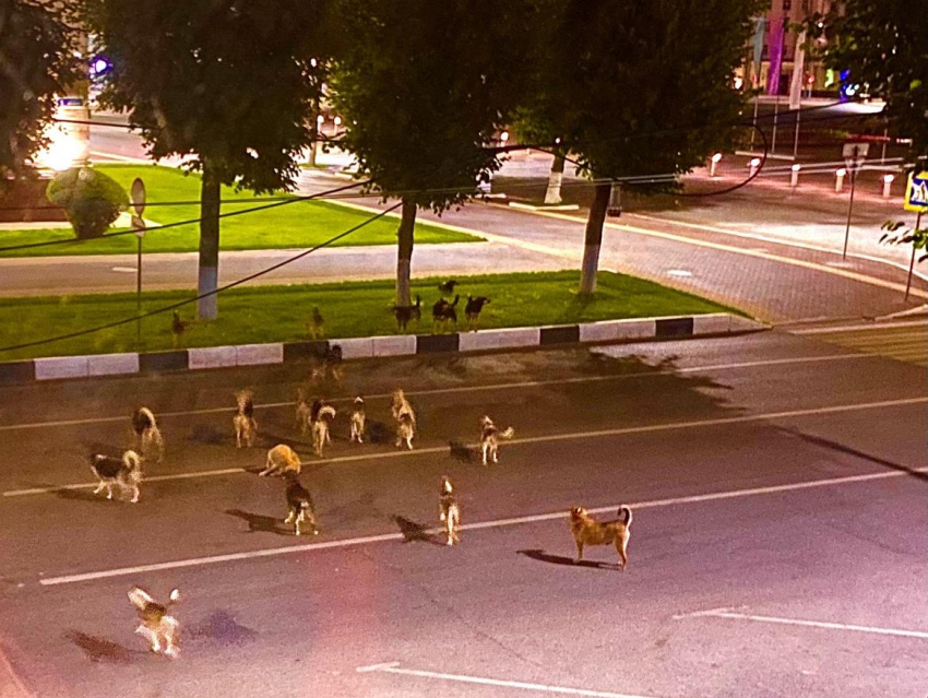 Стая из 20 собак устроила рейд на воронежское правительство