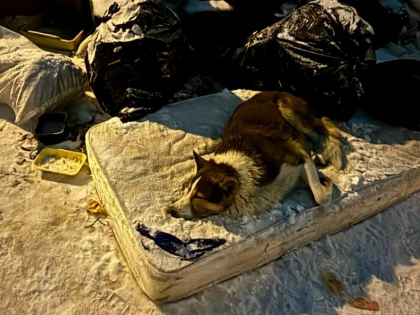 Грустная история из Воронежа обрела счастливый конец