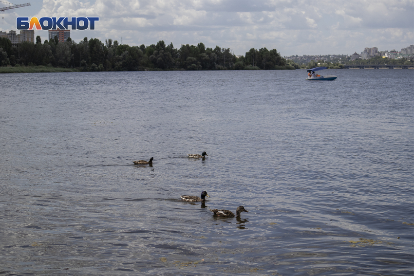 Прогулки по водохранилищу запустили в воронежском парке «Дельфин»